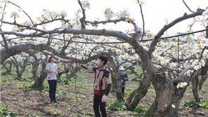 연암대, 충남 천안 성환읍에서 배 화접 봉사활동 실시