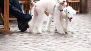 반려견과의 주말, 호텔 야외카페 어때요?