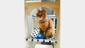 대한민국 역장냥이 다행이는 지금 휴가중