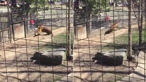 모자 줍겠다며 호랑이 우리 뛰어든 女, 제정신? 영상 보니… 