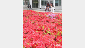 연분홍 철쭉 만개한 전남대 캠퍼스