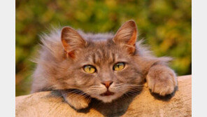 고양이와의 눈맞춤..“가능하지 말입니다!”