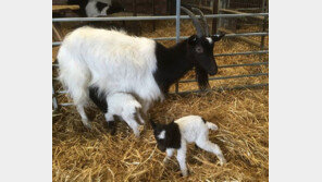 “판다보다 희귀” 바곳고트 새끼 탄생, 어떤 동물이기에? 