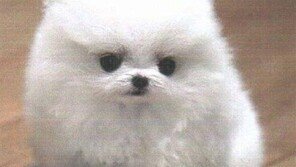 저 사실은… ‘강아지 공장’ 출신이에요