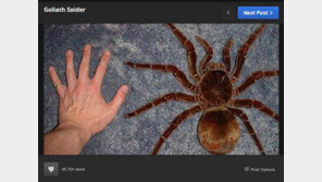 새를 잡아먹는 거대 거미