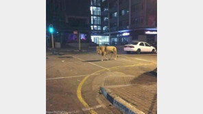 어두운 도시, 사냥에 나선 사자 ‘포착’