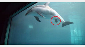 돌고래는 어떻게 새끼를 낳을까? 낫돌고래 출산 장면 공개 