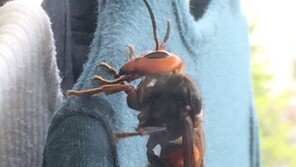 “벌이야? 새야?”…日 트위터 달군 길이7.6cm ‘괴물’ 장수말벌 