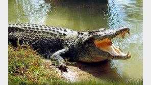 집 뒤뜰에서 악어 키운 여성… 60년간 애지중지