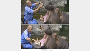 극한 직업, 하마 이빨 닦는 사람