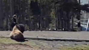 [영상]겁없이 야생 들소 쓰다듬는 여성 ‘아찔’ 