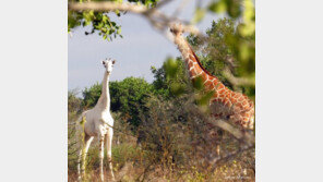 케냐서 발견된 ‘흰 기린’…백변증인 루시즘 때문? 