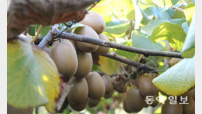 [토요스케치]아침마다 시원하게… 키위야, 변비를 부탁해! 