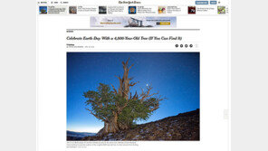 세계최고령 나무는 4847년 된 ‘므두셀라’, 어디 가면 볼 수 있나 했더니…