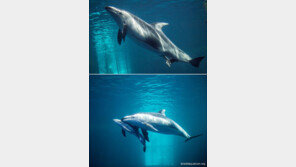 새끼 낳는 돌고래 ‘작은 감동’