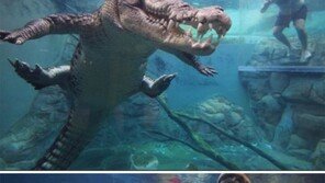 아찔한 악어 구경 쇼, 화제와 인기