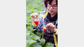 동남아 사로잡은 ‘K-딸기’… 농산물 수출 효자됐네