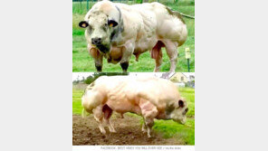 어마어마한 근육질 소, 안타까운 사연