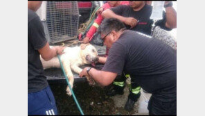 에콰도르 지진 현장서 7명 구하고 세상 떠난 구조견 