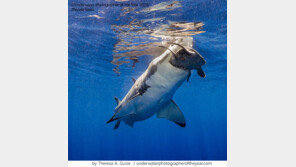 거북에게 먹이 빼앗긴 상어, 거북을 통째로 씹었는데…