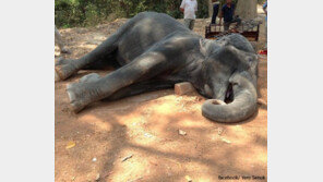 15년 관광객 나르던 코끼리, 심장마비로 숨져