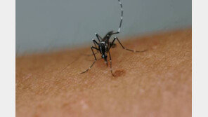 두 번째 지카바이러스 환자 발생…보건당국 “지카 감염, 발열 증세 없을 수 있다”