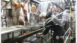 내장 뒤져 암퇘지 난소 채취하다 결국 못견디고…