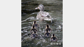 “아, 시원해”… 청둥오리 가족의 나들이 