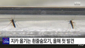 지카 바이러스 옮기는 흰줄숲모기, 국내서 첫 발견… 방역당국 비상