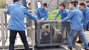 [華西都市報]쓰촨 판다 한국의 ‘귀요미’로 자리잡다
