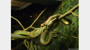 100미터 하늘을 나는 뱀 ‘화제’