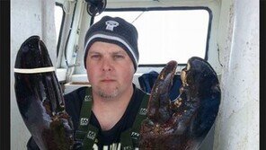 “100살 초대형 랍스터 잡혔다 ”