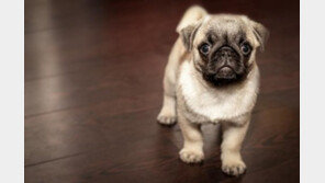 '솔직히, 자랑하고 싶어 개 키우시죠?'