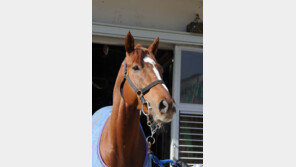 1등급 강자 ‘클린업조이’, 60kg 극복할까