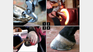 [홍당무의 경마오디세이] 말의 신발 ‘편자’…말굽 장착 과정 ‘장제’