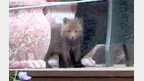 소백산 방사 여우, 야생에서 새끼 3마리 낳아