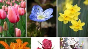 [책의 향기]인류를 향기롭게 한 꽃의 세계