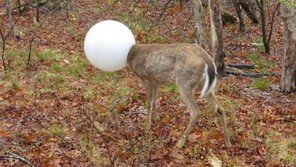 가로등 전구에 머리 낀 사슴, 어쩌다 이런 일이… 