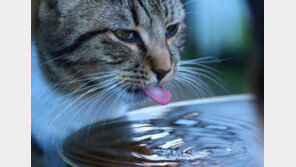 고양이 물그릇 얼마나 자주 갈아줘야 할까