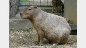 서울동물원 최고의 인기동물은?