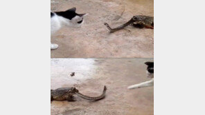 두꺼비에게 먹히던 뱀, 고양이와 혈투? ‘처절한 반격’ 결국… 
