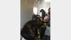 '개, 고양이, 거북이, 토끼…', 비행기 여객칸에 함께 탄 사연