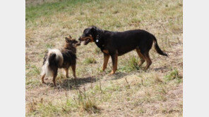 다른 개에 뽀뽀하는 개..이유는