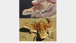 “귀여워” 머리 둘 도마뱀, 인기