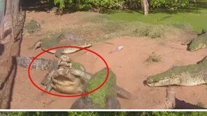 비정한 악어, 친구 다리를 먹어 ‘충격’