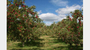 [화제의 분양현장]평창올림픽 훈풍… 평창 사과농장 3.3m²당 29만 원 