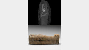 세계 최연소 ‘태아 미라’ 발견…임신 16~18주 추정“ 