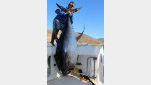 ‘세계 신기록 감’인지 모르고…195kg 황다랑어 뼈 발라낸 男 