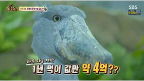 ‘동물농장’ 슈빌, 공룡의 후예답게 아프리카 고대어종이 주식