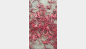 해변에 떠밀려온 홍게 수십만 마리 장관…먹으면 ‘큰 일’ 난다고?